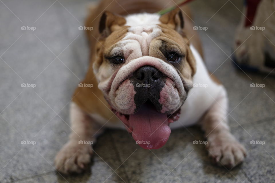Portrait of bulldog pulling tongue out