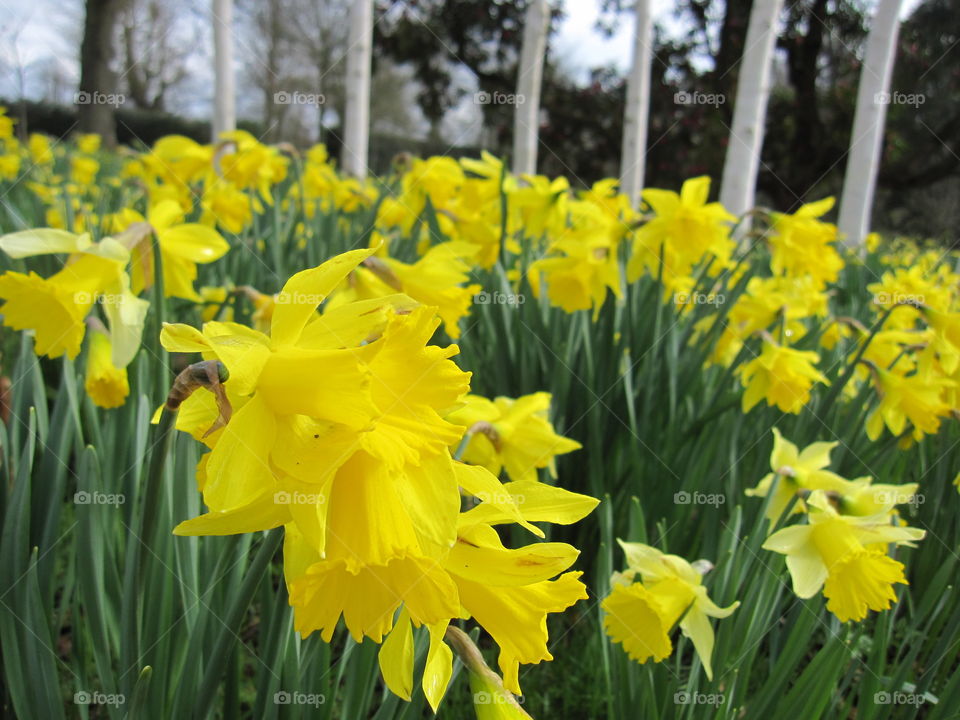 Daffodil, Narcissus, Nature, Flora, Flower