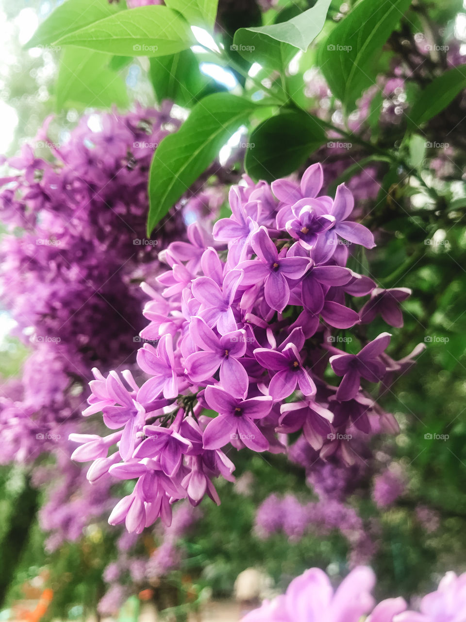 Lilac 