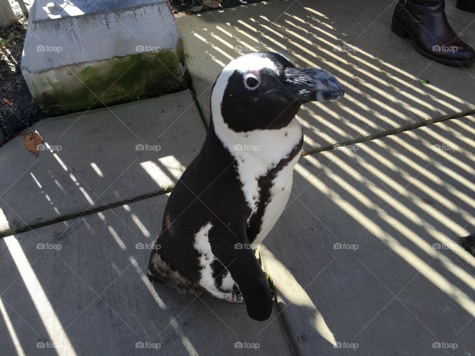 Penguin encounter Maryland zoo