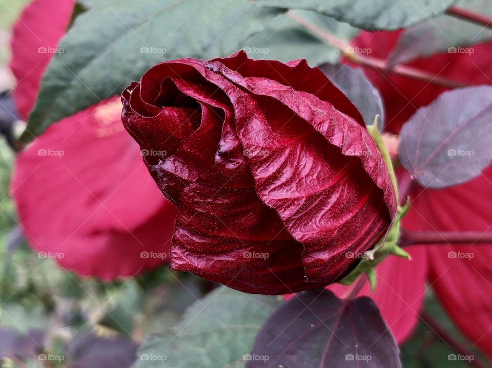 Closeup view of deep red rose beginning to open up. Focus on petal details and vivid color.