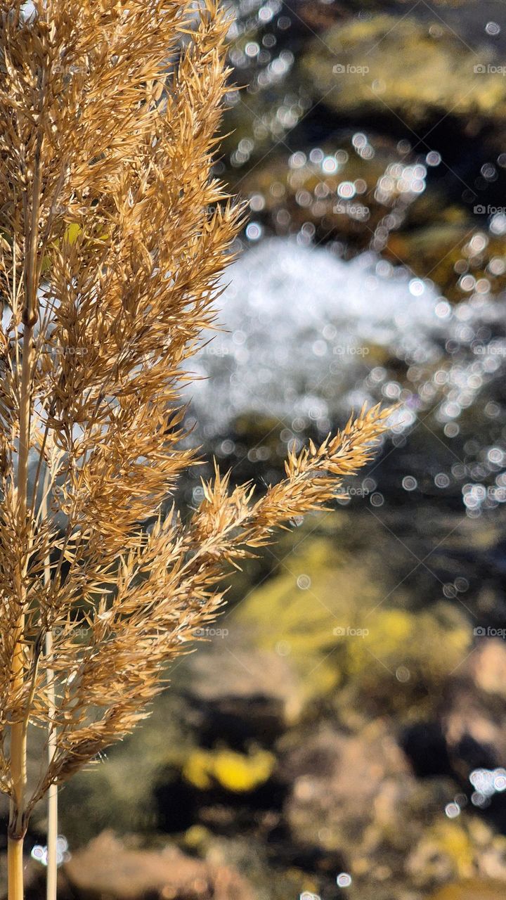 Горная река