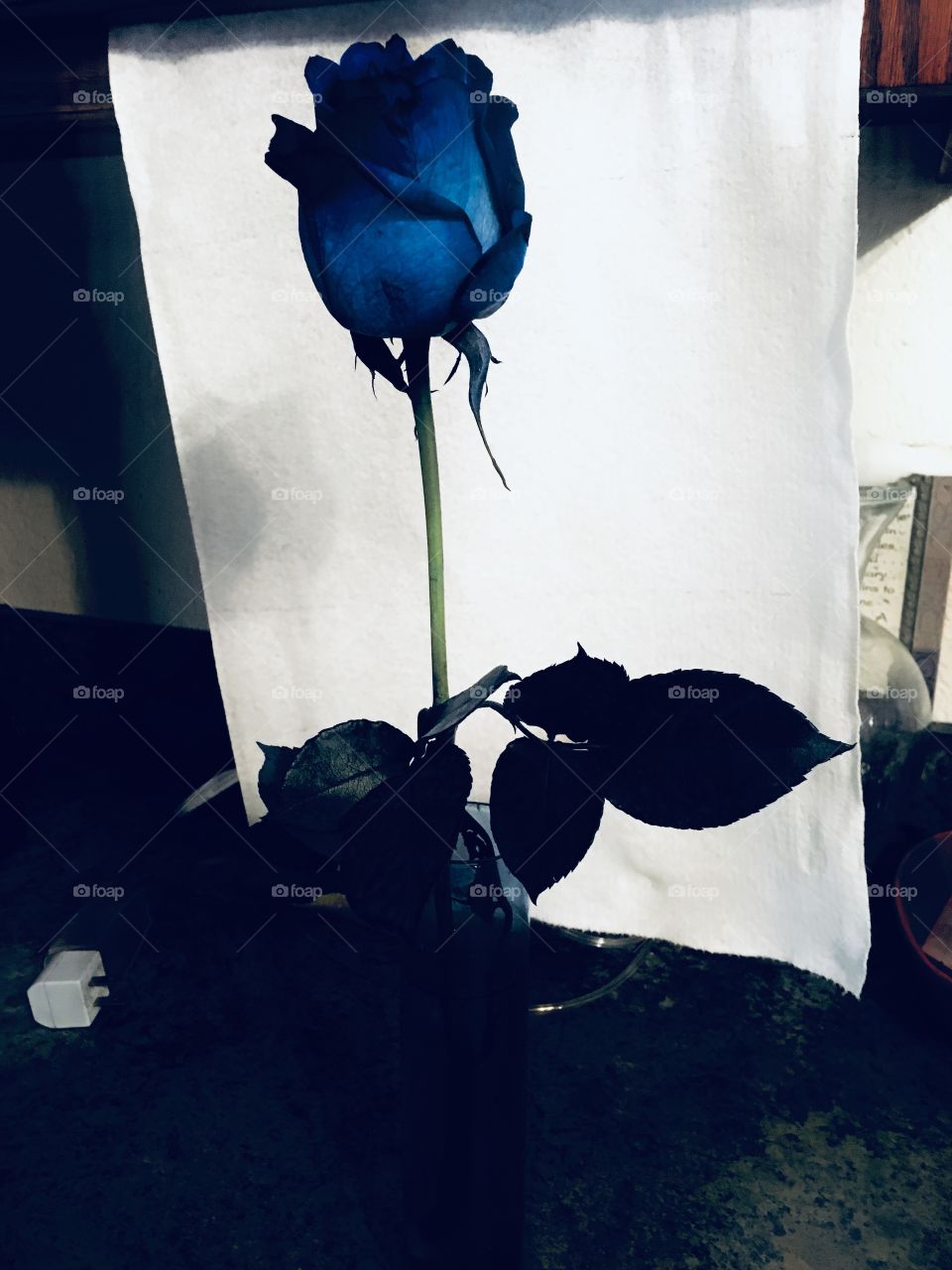 My beautiful blue rose sitting on the kitchen counter.darkened it up some playing with colors.