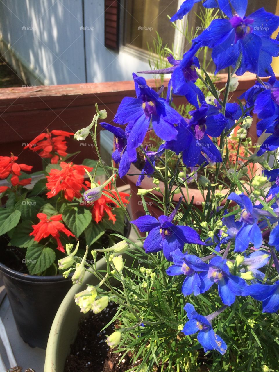 Delphinium and Salvia 