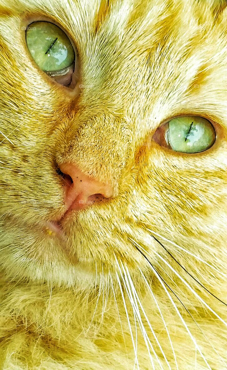 cat face close up