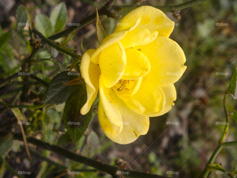 Beautiful flower in garden 