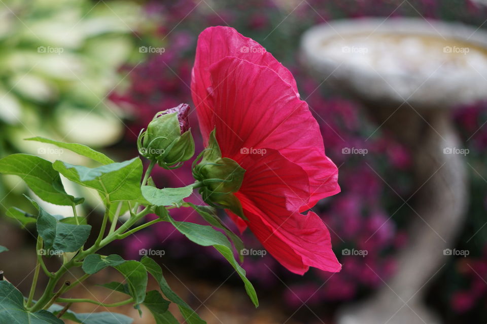 A hibiscus bloom 