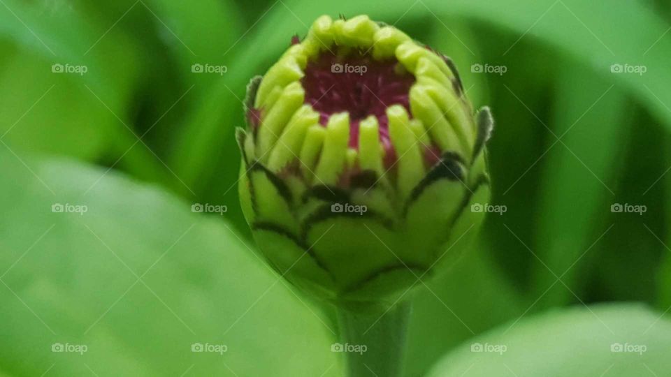 Nature, No Person, Flora, Flower, Leaf