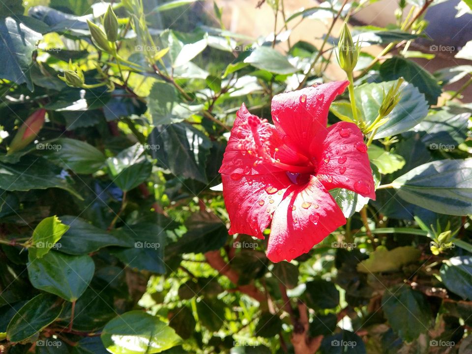 red hibiscus with rain drop