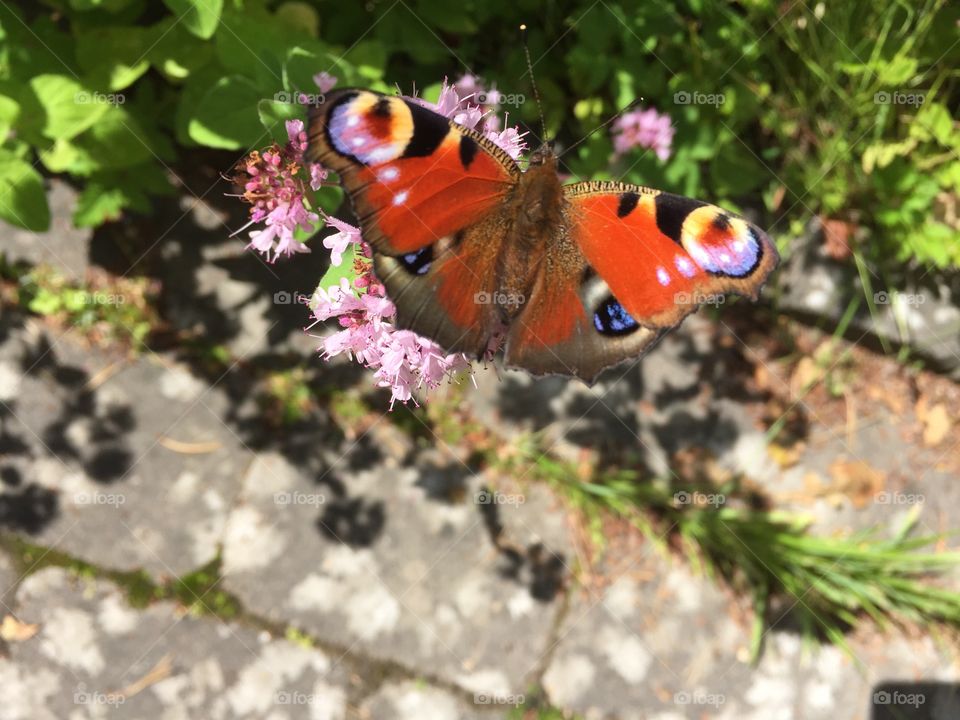 Butterfly in the garden