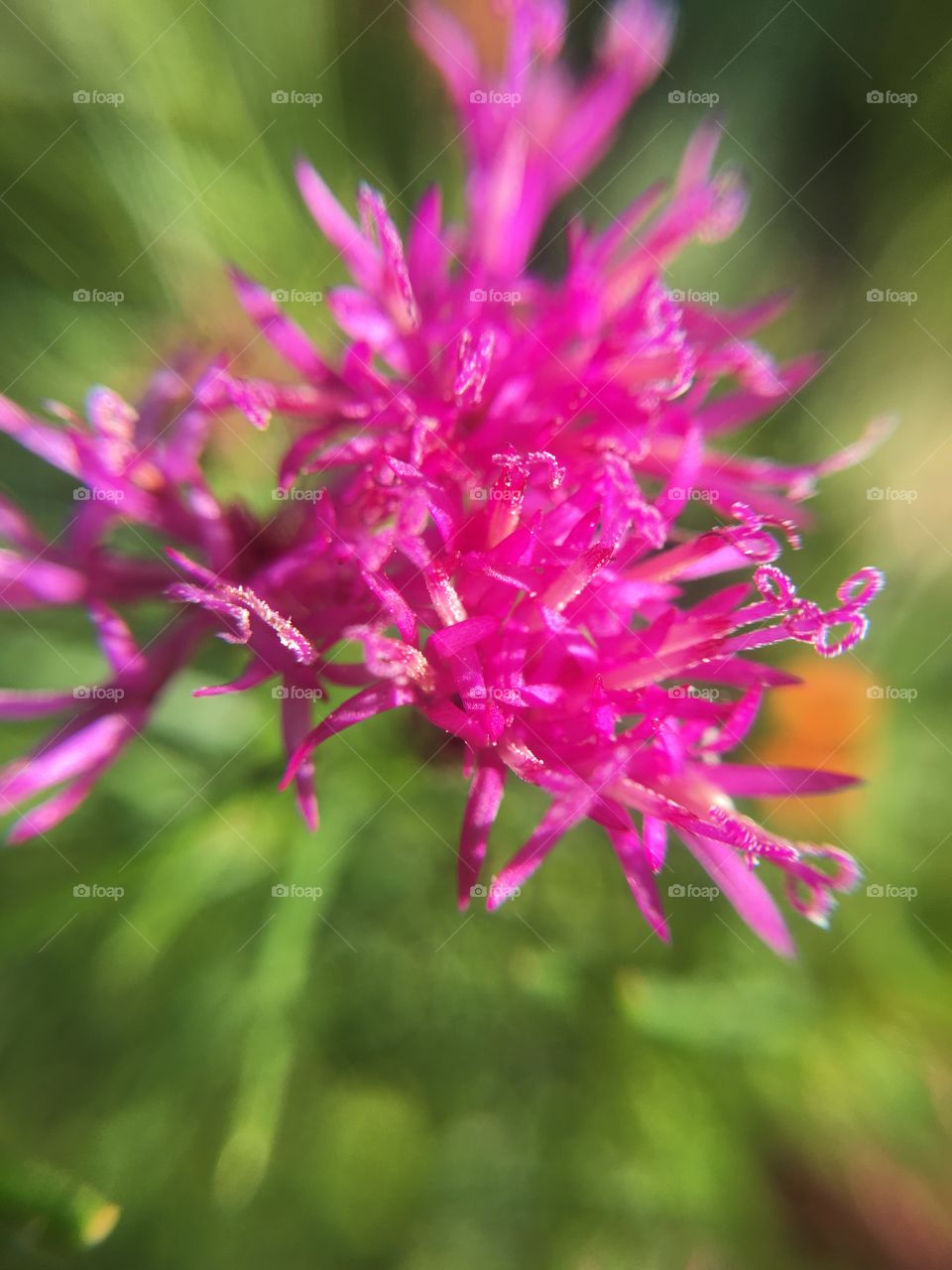 Closeup of pink flower 