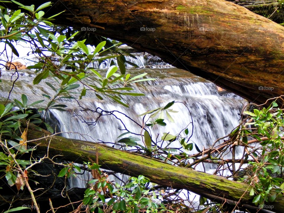 Georgia mountain stream flowing under a log with green leaves and moss in foreground