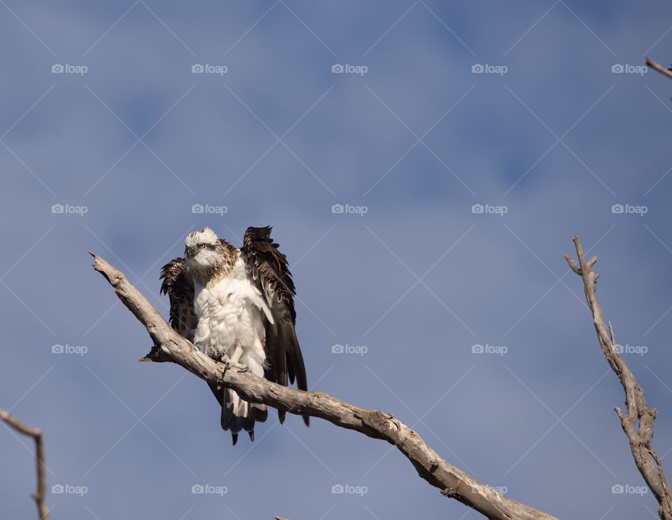 western osprey in the early morning