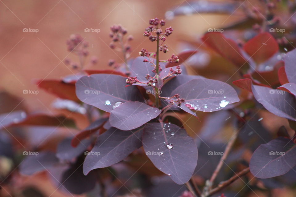 Royal purple cotinus plant with raindrops like diamonds after May shower 