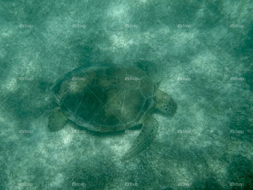 Sea turtle