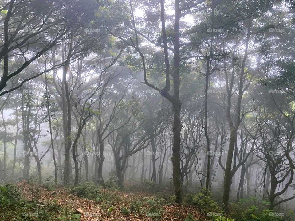 fog and forest