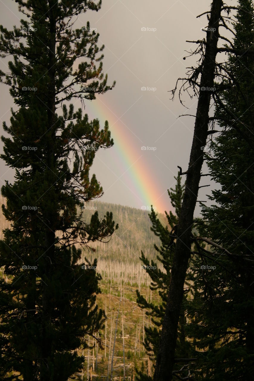 Rainbow at Yellowstone National Park
