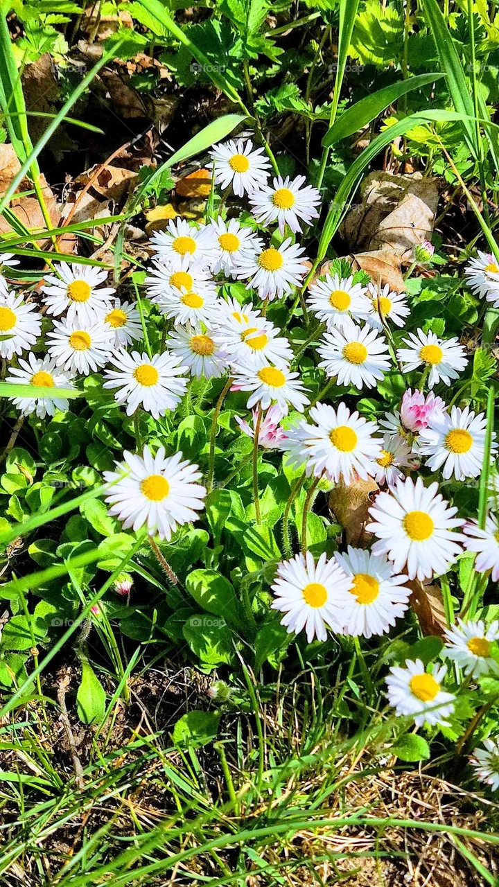 Flowers