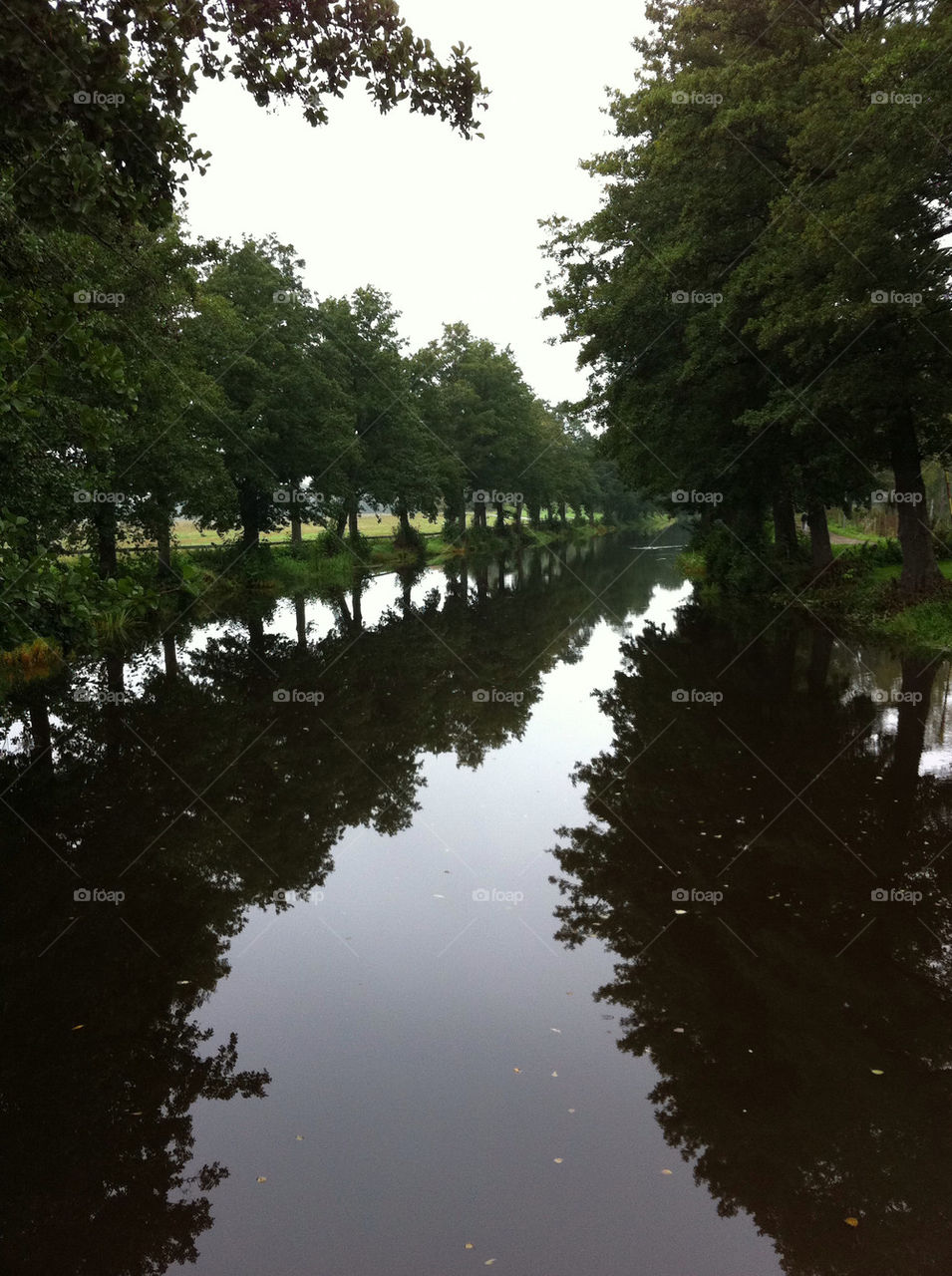 sweden nature morning trees by comonline