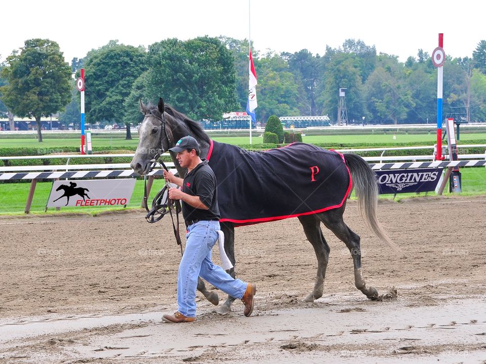 Carrumba. Phipps Stable Carrumba a gray filly with a horse blanket returning to the stables with her groom. 
Zazzle.com/Fleetphoto