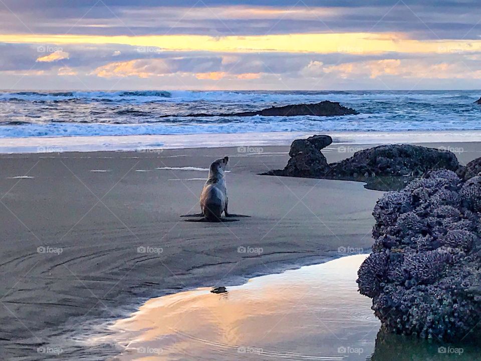 “Sunset Loving Sea Lion 2” A sea lion basks in the light of the colorful sunset sky.