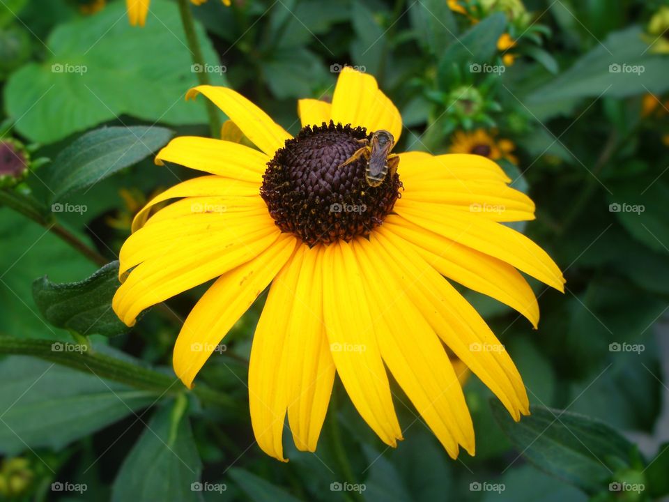 Black Eyed Susan and a Bee