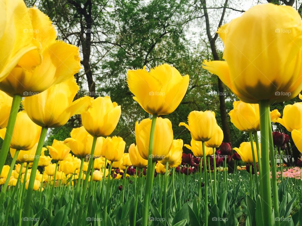 Yellow tulips