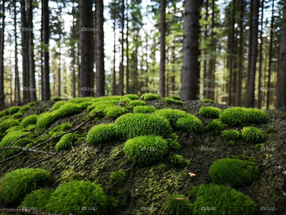 Polish mountain's forest