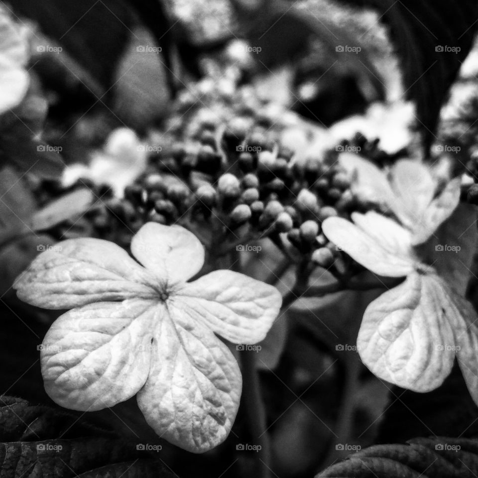Black and White Foliage