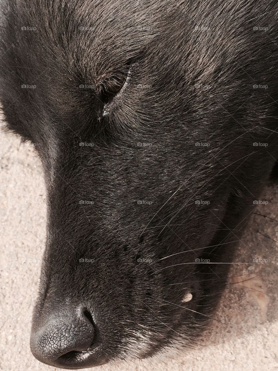 Face black dog