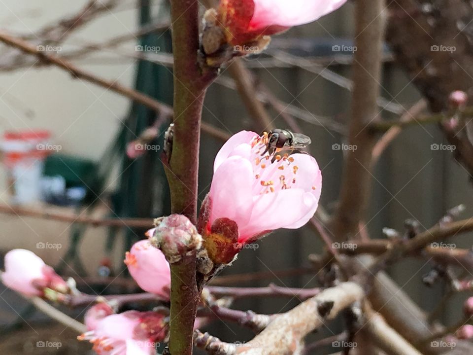 Bee collecting pollen from a pink nectarine fruit tree blossom
Closeup 