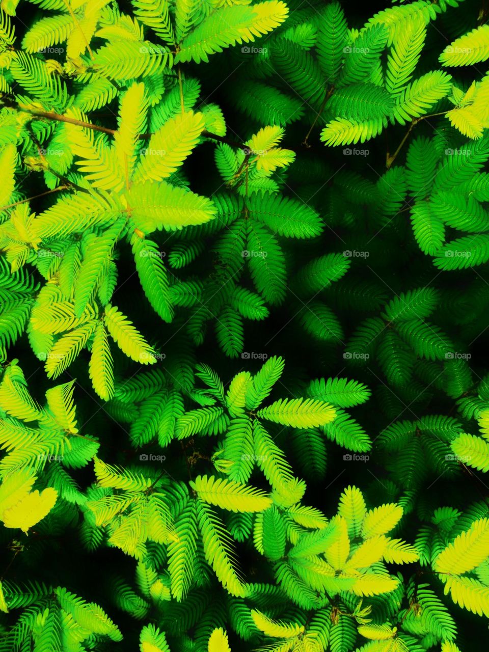 Green plants