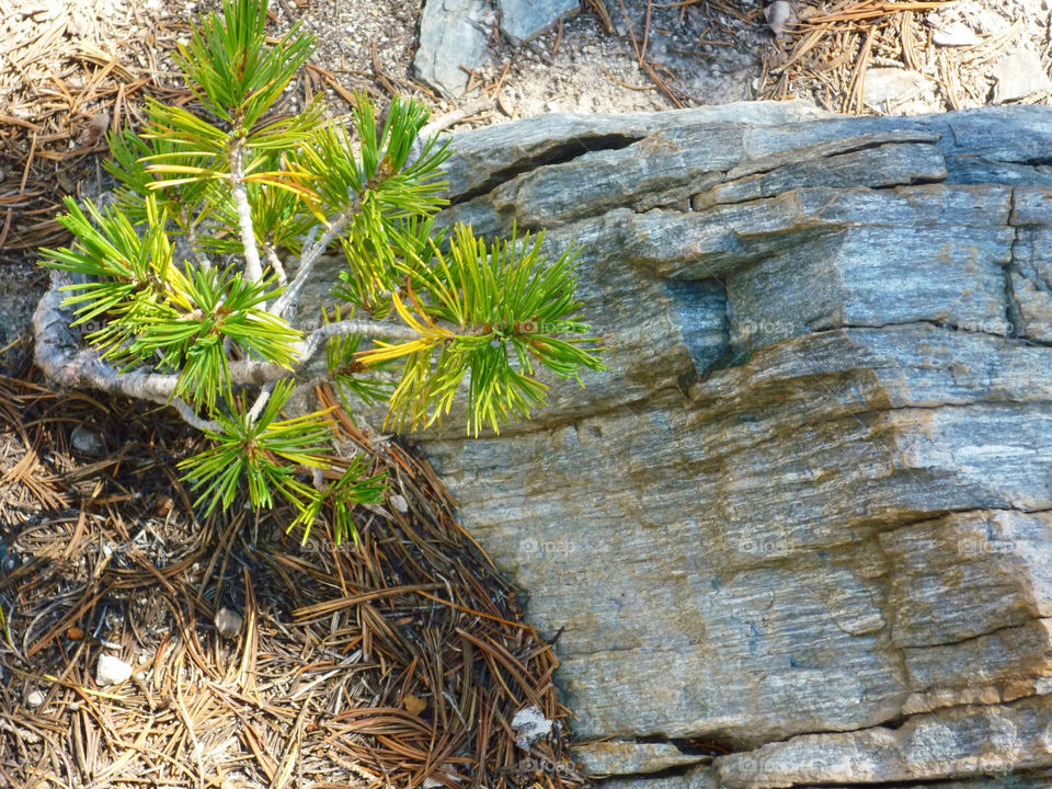 plants woods rock pine by kenglund