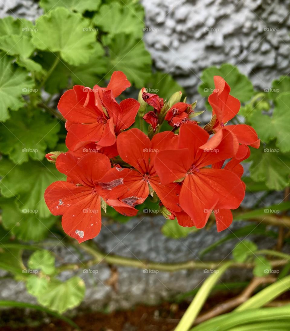 🌹 🇺🇸 Very beautiful flowers to brighten our day.  Live nature and its beauty. Did you like the delicate petals? / 🇧🇷 Flores muito bonitas para alegrar nosso dia. Viva a natureza e sua beleza. Gostaram das pétalas delicadas? 