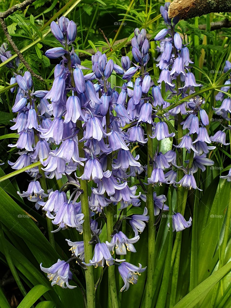 bluebells