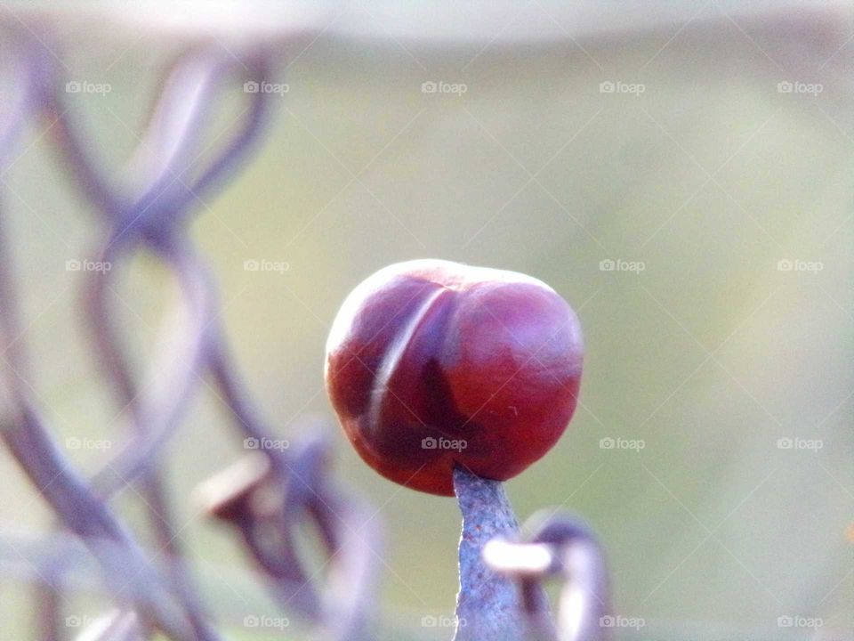 aufgespießte Kastanie auf einen Gartenzaun