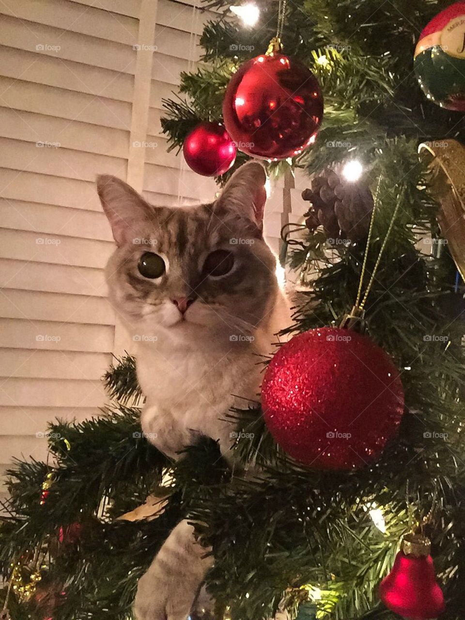 Cat In the tree