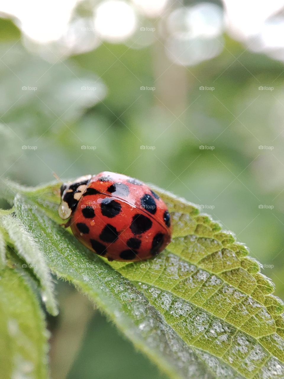 Ladybug on a leaf