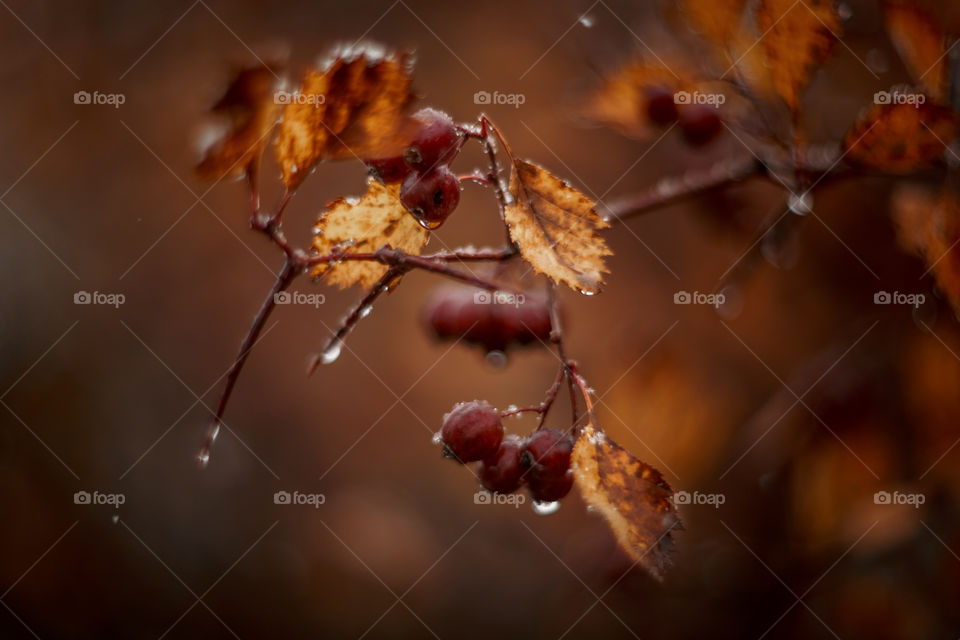 Autumn hawthorn berries macro photo