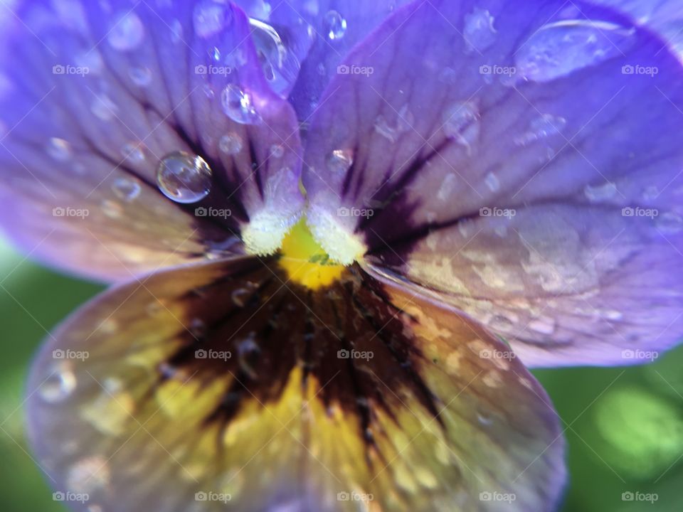Pansy with rain drops 