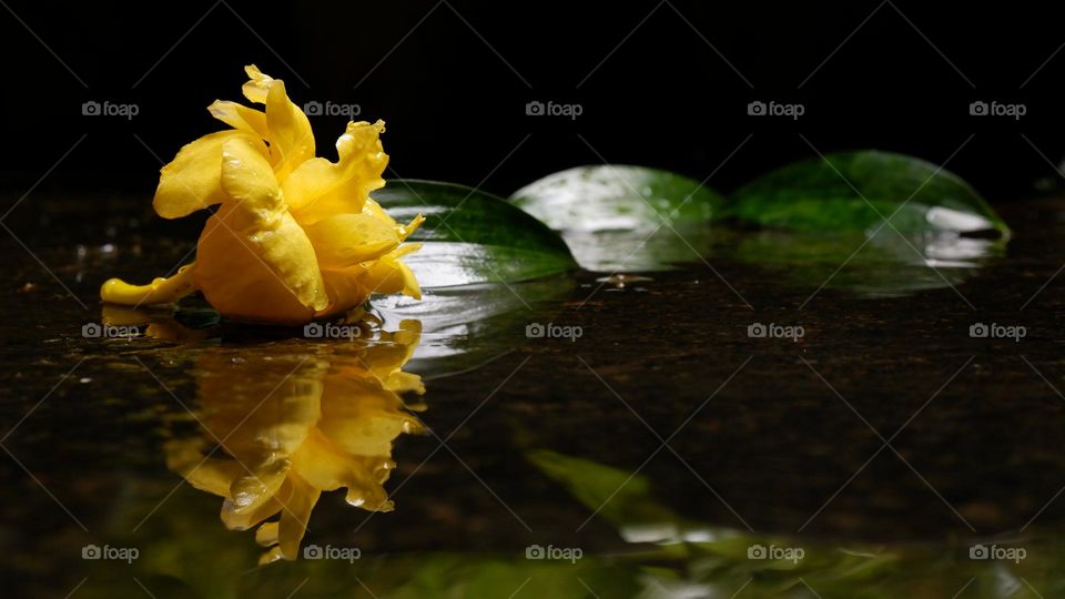 yellow rose reflection