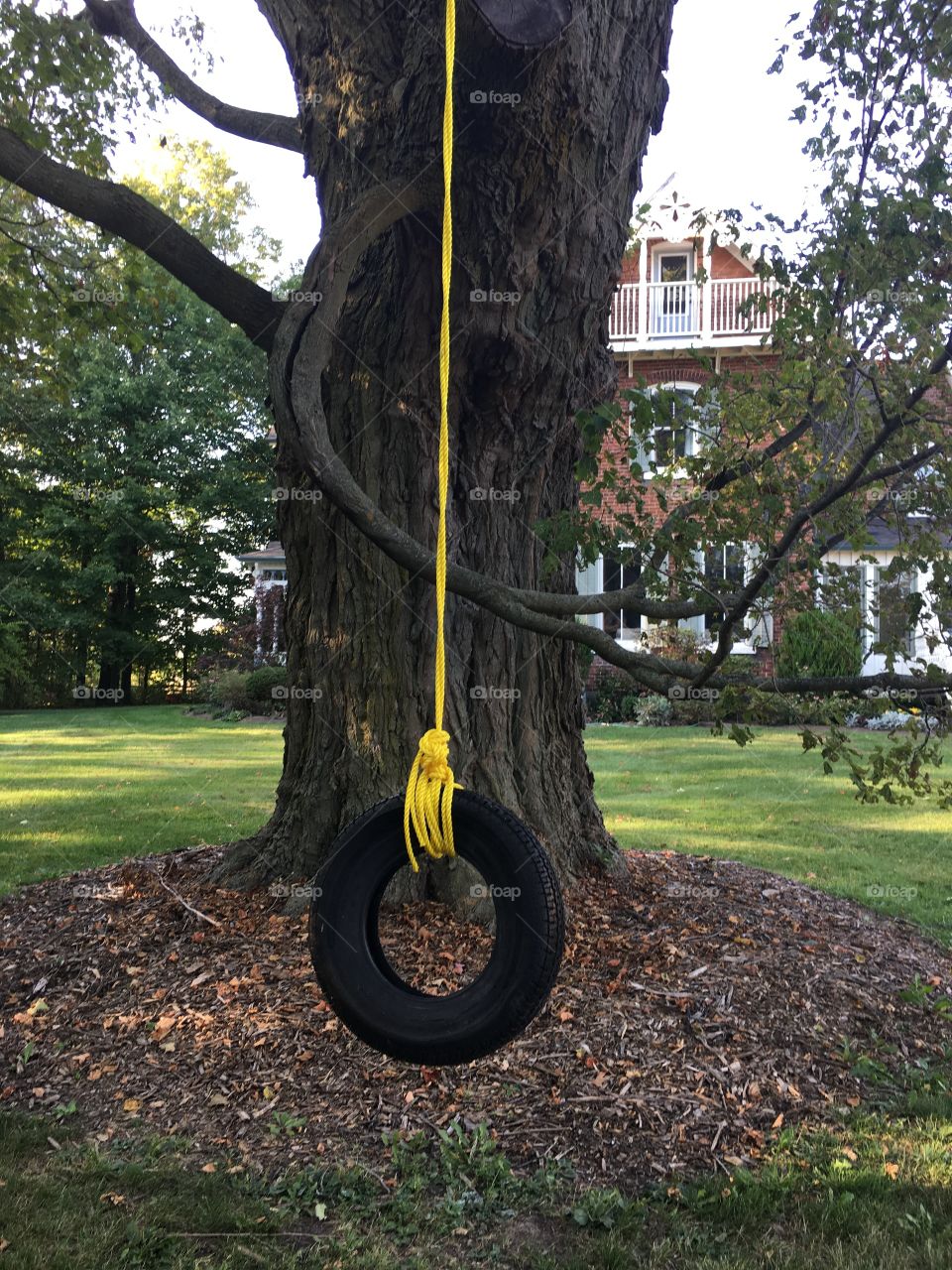 Tire swing in tree