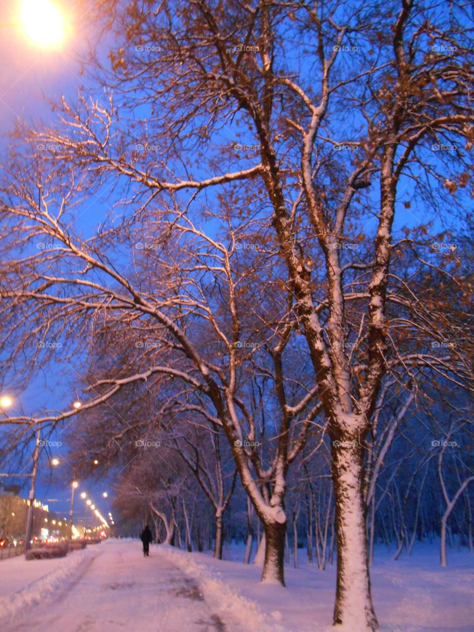 Winter, Snow, Tree, Landscape, Frost