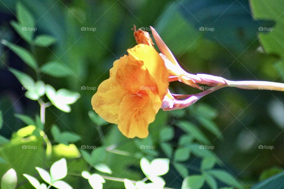 Canna Lily bloom