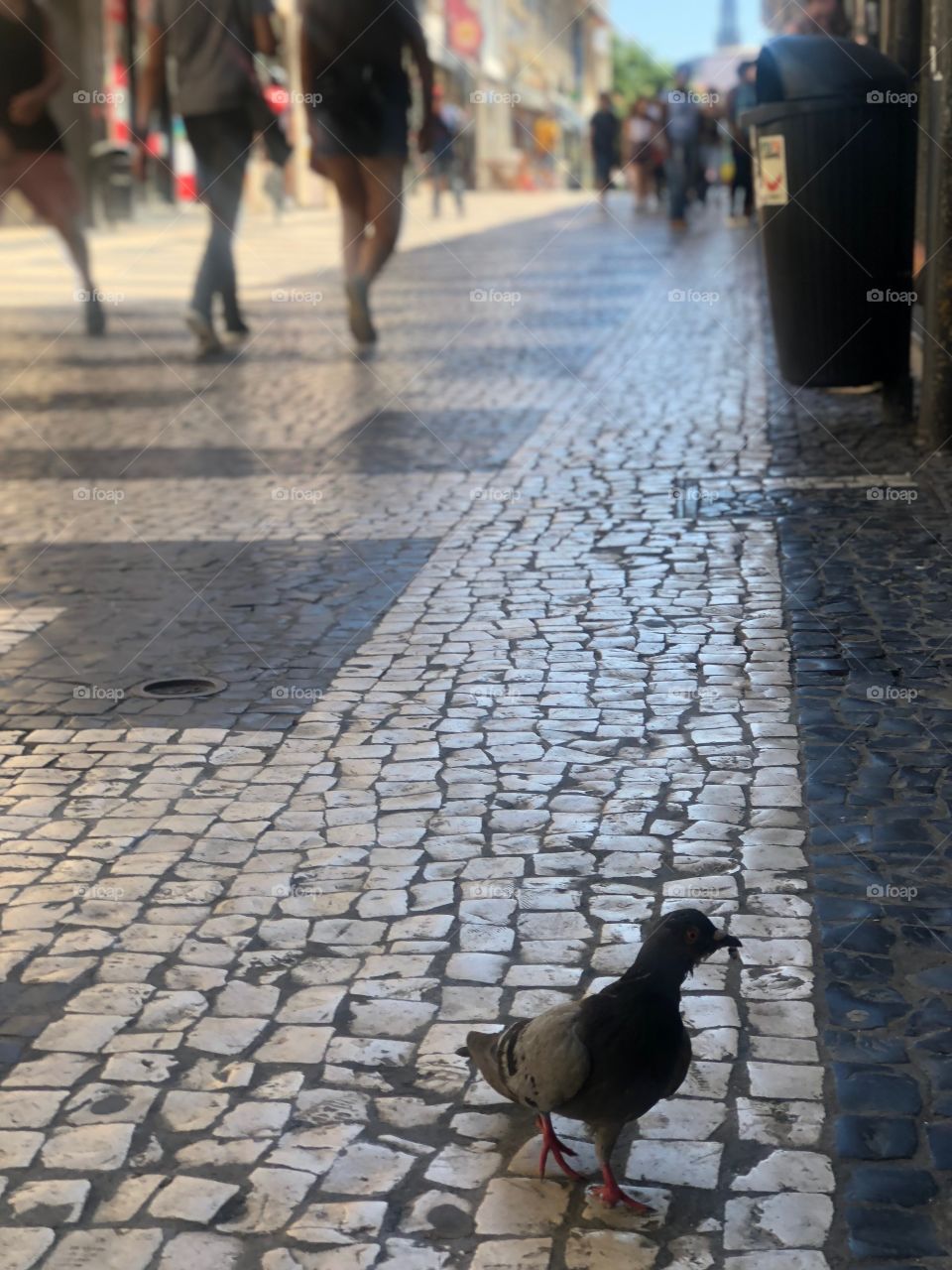 Bird in Porto 