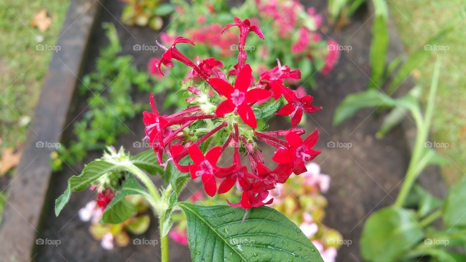 Red Flowers