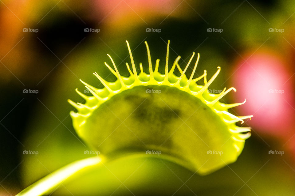 Close-up of venus flytrap
