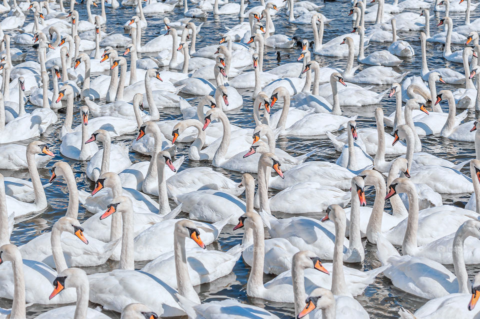 Odd number of 117 swans gathering on lake.