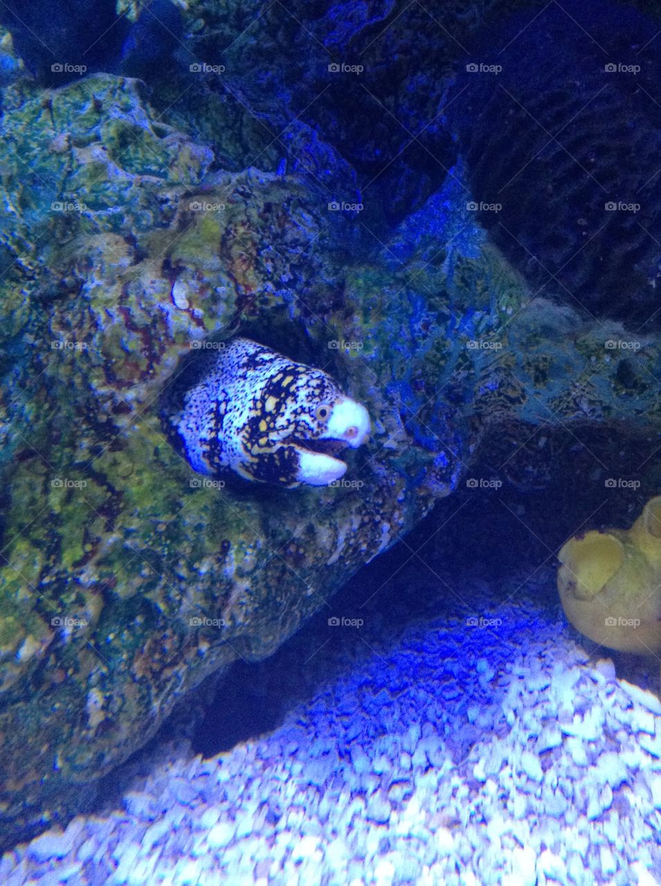 Close up underwater eel