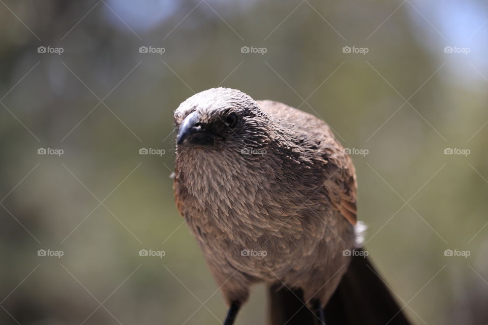 A south Australian Apostlebird, perched in the wild facing camera closeup